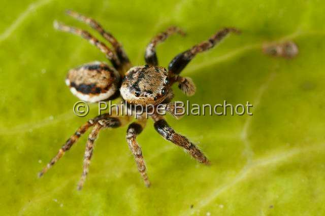 Salticidae_1389-2.JPG - France, Araneae, Salticidae, Araignée sauteuse ou Saltique (Evarcha falcata), mâle, Jumping spider